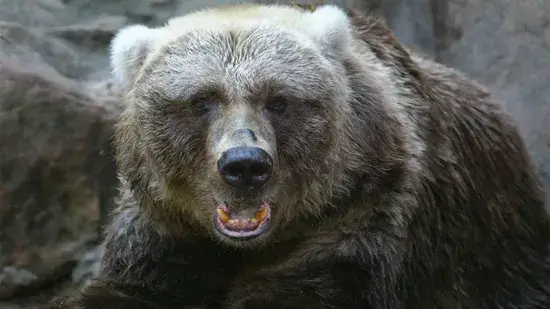 urso Kodiak do Alasca