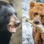 urso pardo e um urso preto
