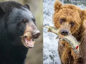 Qual é a diferença entre um urso pardo e um urso preto? 5 urso pardo e um urso preto