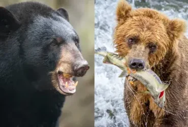 Qual é a diferença entre um urso pardo e um urso preto? 1 urso pardo e um urso preto