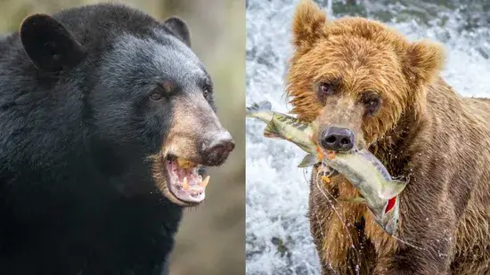 urso pardo e um urso preto