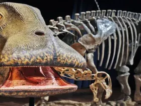 Nigersaurus: a ‘vaca mesozóica’ com mais de 500 dentes 5 vaca mesozóica