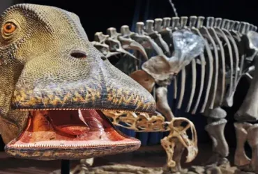 Nigersaurus: a ‘vaca mesozóica’ com mais de 500 dentes 10 vaca mesozóica