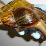 Caracóis terrestres gigantes