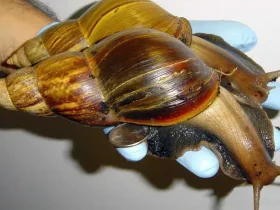 Caracóis terrestres gigantes africanos invadem o sul da Flórida novamente 2 Caracóis terrestres gigantes