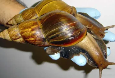Caracóis terrestres gigantes africanos invadem o sul da Flórida novamente 10 Caracóis terrestres gigantes