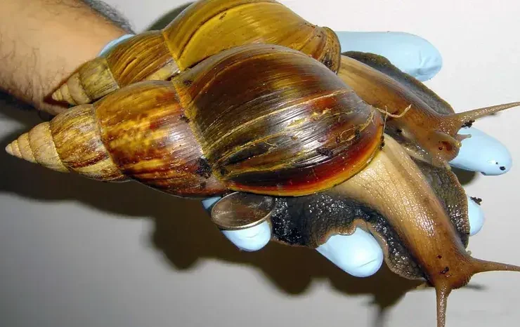 Caracóis terrestres gigantes