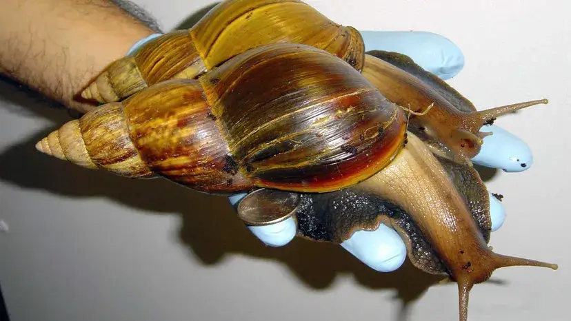 Caracóis terrestres gigantes