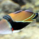 Humuhumunukunukuapua'a
