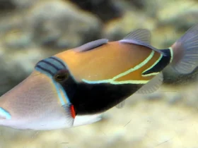 Humuhumunukunukuapua'a: um nome longo para um peixinho 3 Humuhumunukunukuapua'a