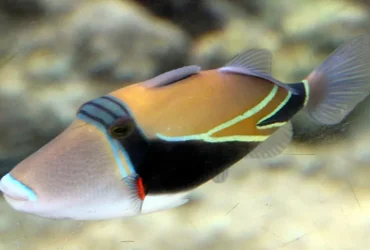 Humuhumunukunukuapua'a