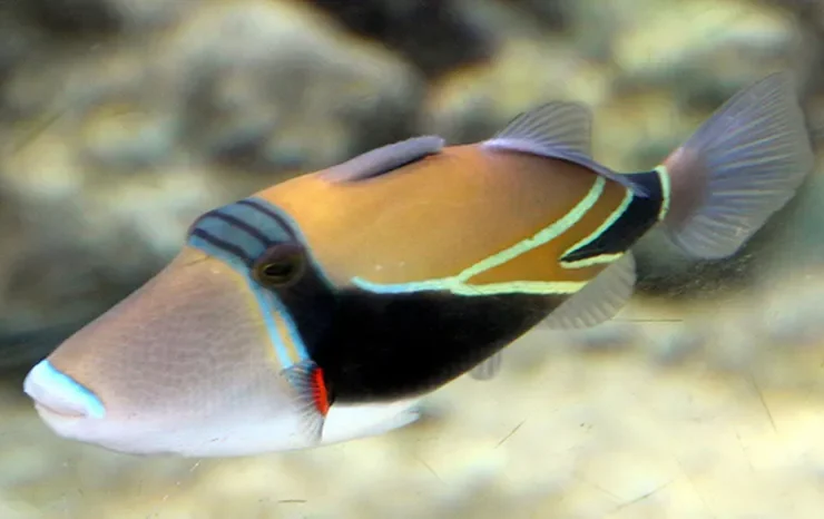Humuhumunukunukuapua'a