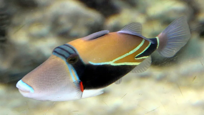 Humuhumunukunukuapua'a