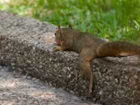 'Splooting': é o que todos os esquilos legais estão fazendo neste verão 4 Splooting