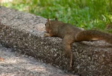 'Splooting': é o que todos os esquilos legais estão fazendo neste verão 10 Splooting