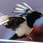 amar