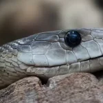 mamba negra