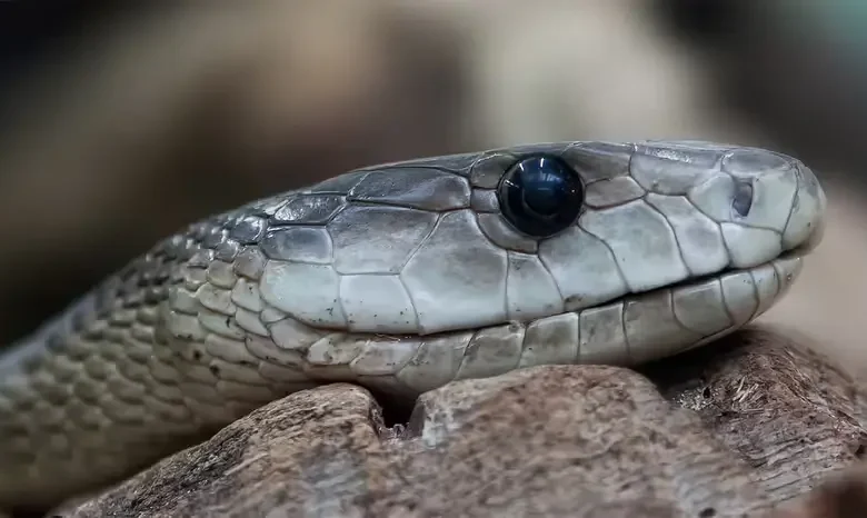 Sonhar com cobra pode ser perigoso? Conheça o significado disso - Portal 6