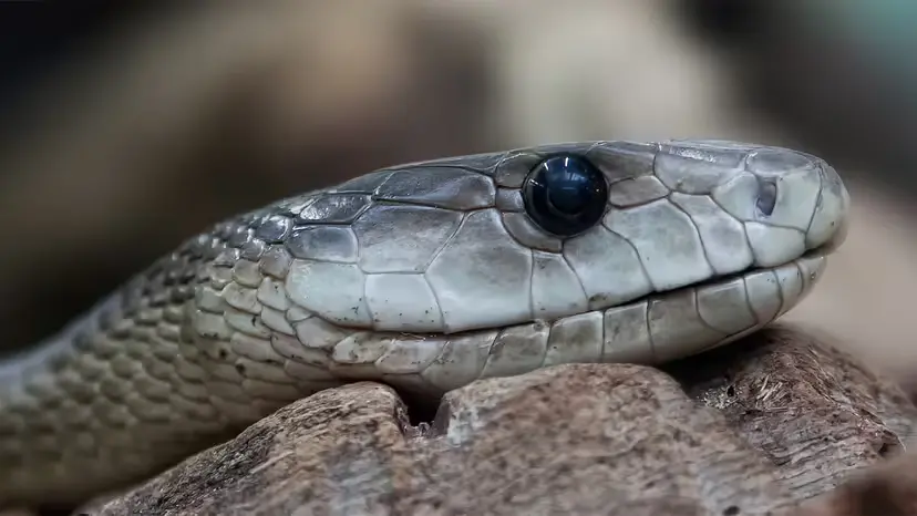 mamba negra