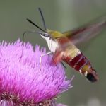 mariposa beija-flor