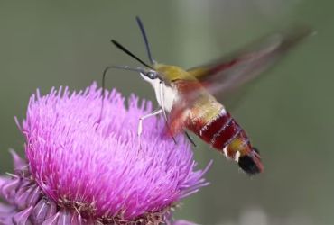 Parece e age como um colibri? Poderia ser uma mariposa beija-flor 7 mariposa beija-flor