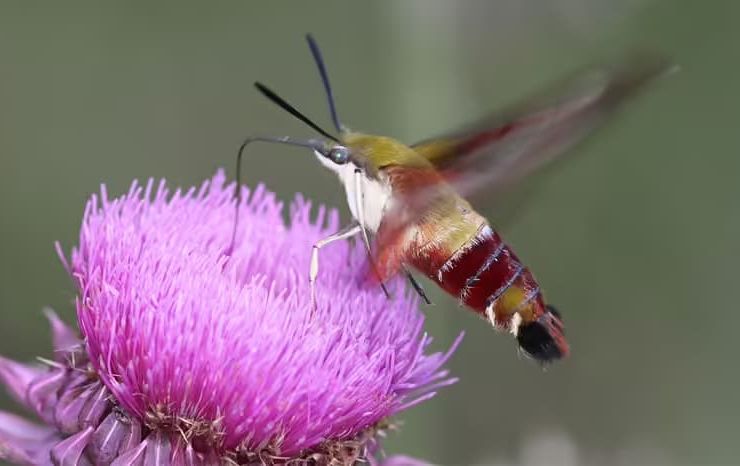 mariposa beija-flor