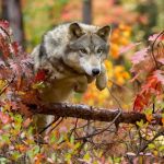 o lobo até a árvore caída sobre a qual ele salta,