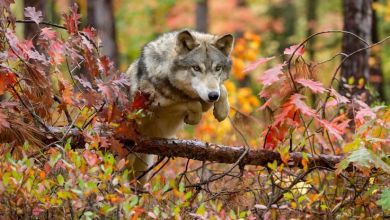 o lobo até a árvore caída sobre a qual ele salta,