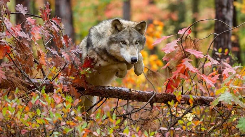 o lobo até a árvore caída sobre a qual ele salta,