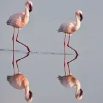 5 animais selvagens