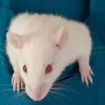 Curiosamente