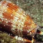 caracol