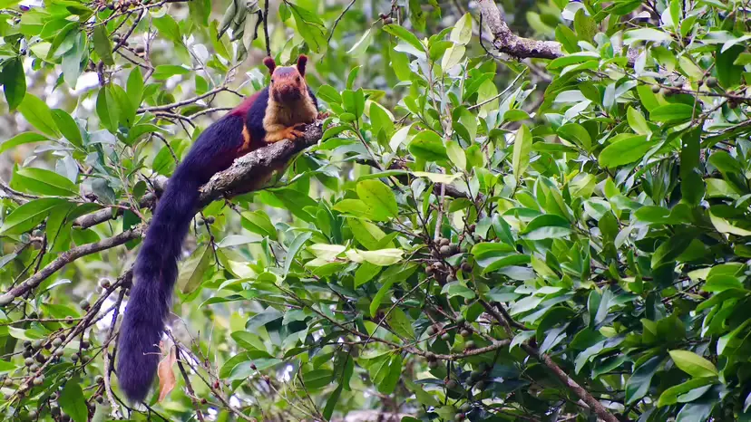 esquilo gigante indiano