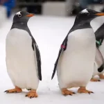 pássaros voam