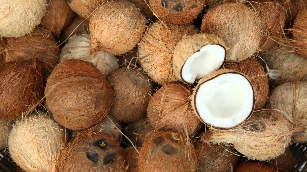 abrir um coco em casa