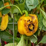 estresse térmico nas plantas