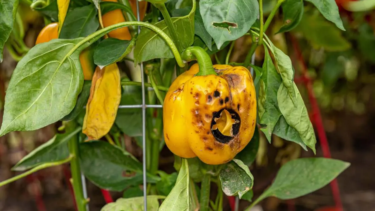 estresse térmico nas plantas