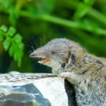 vírus Shrew