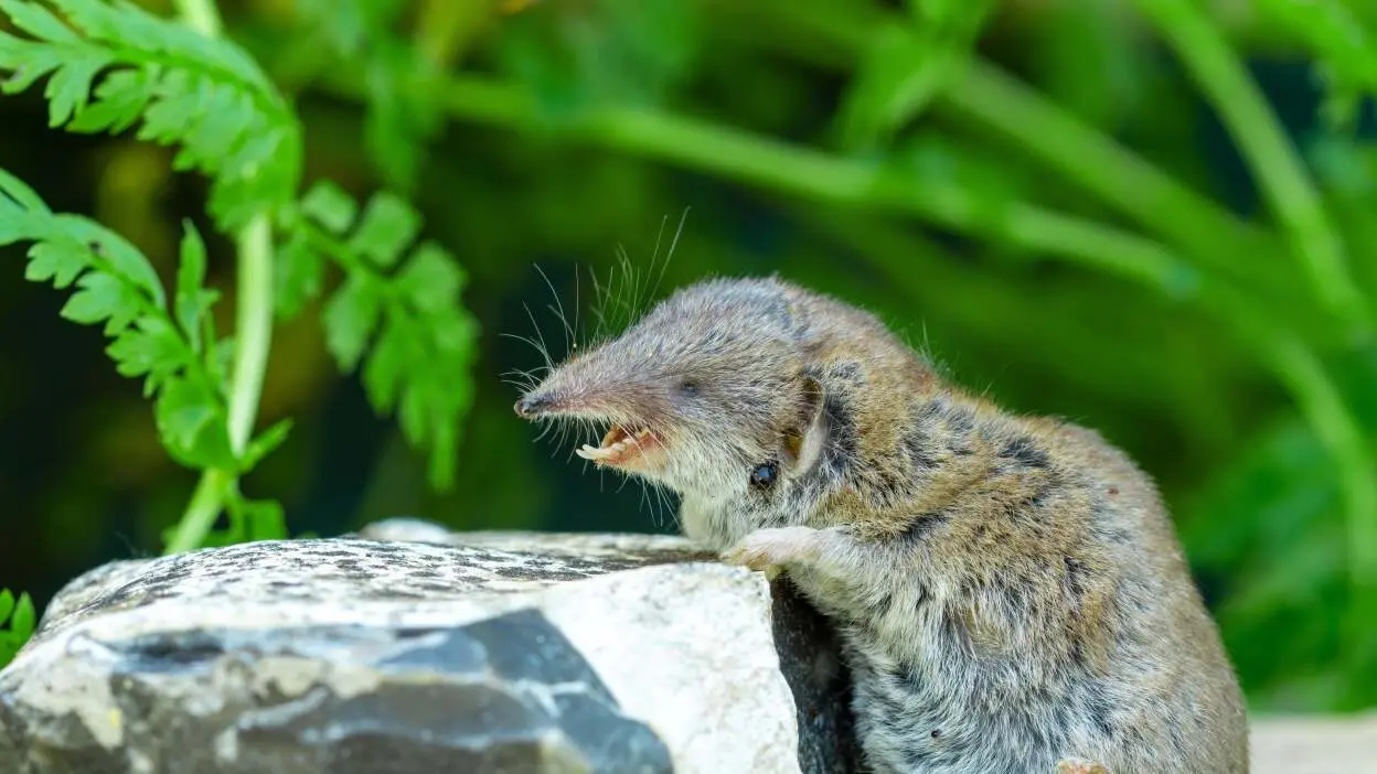 vírus Shrew