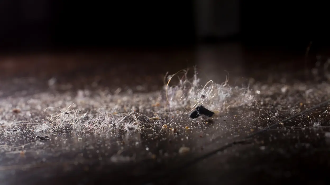 alergias de inverno