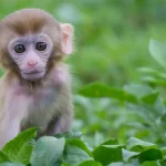 variola dos macacos