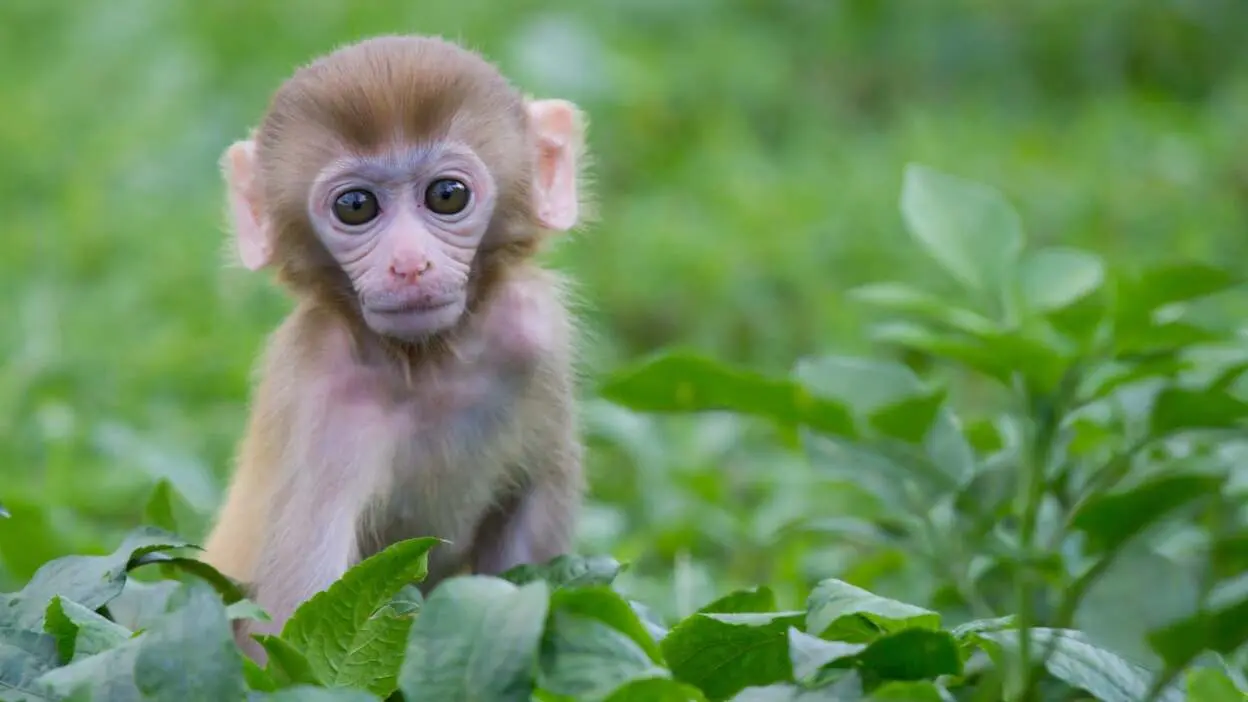 variola dos macacos