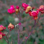 rosas murchas