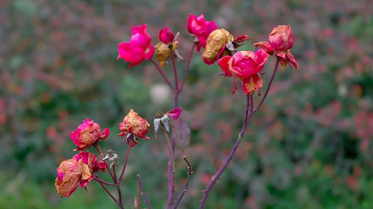 rosas murchas