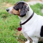 cão