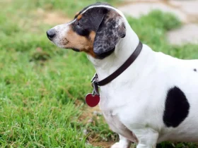 Como colocar seu cão em uma dieta da maneira certa 5 cão