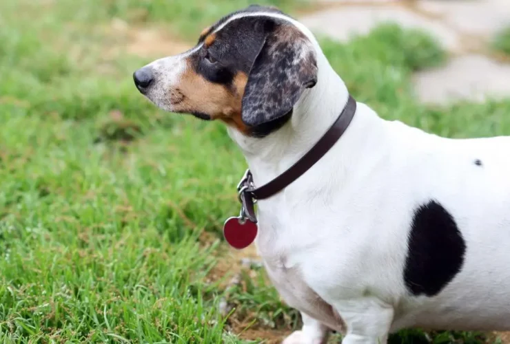 cão