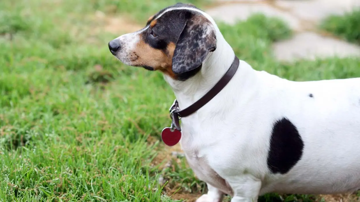 cão