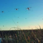 mosquitos