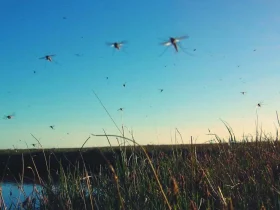 Estas são as únicas duas maneiras de realmente manter os mosquitos longe 6 mosquitos